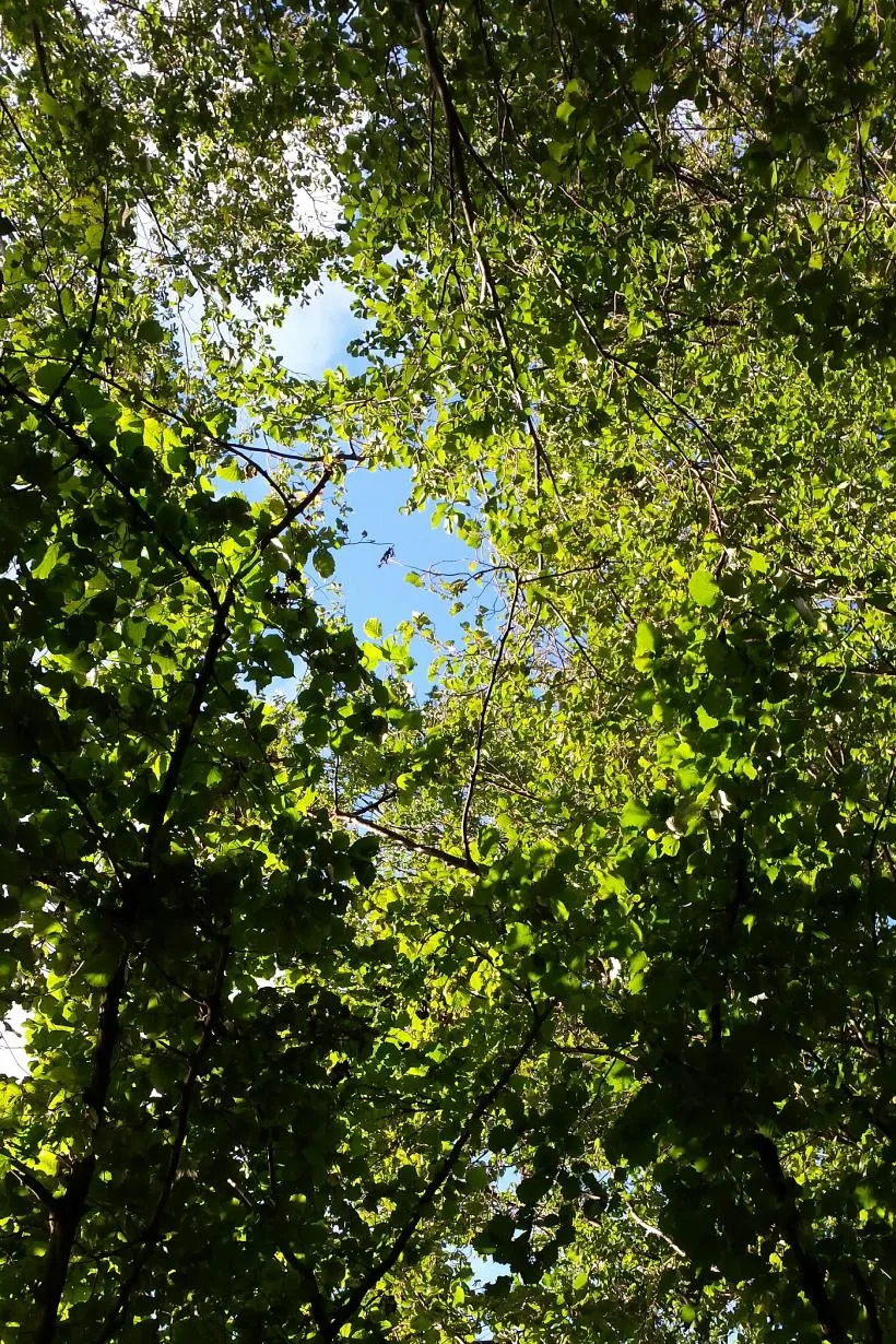 Trees